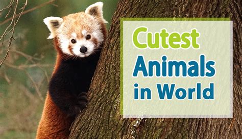11 Of The Cutest Animals And Why Humans Love Them Howstuffworks 11 Of The Cutest Animals And Why Humans Love Them Howstuffworks