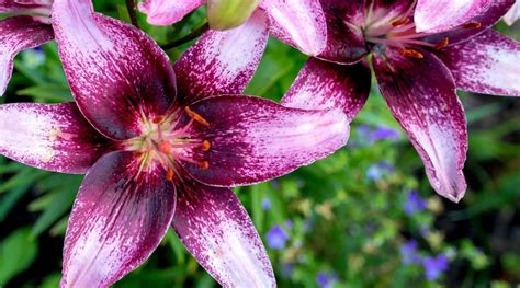 12 Different Types Of Purple Lily Cultivars