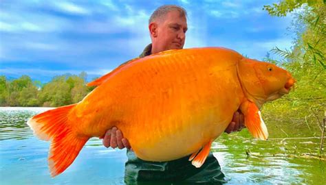 67 Pound Heavy Giant Goldfish Caught In France 67 Pound Heavy Giant Goldfish Caught In France