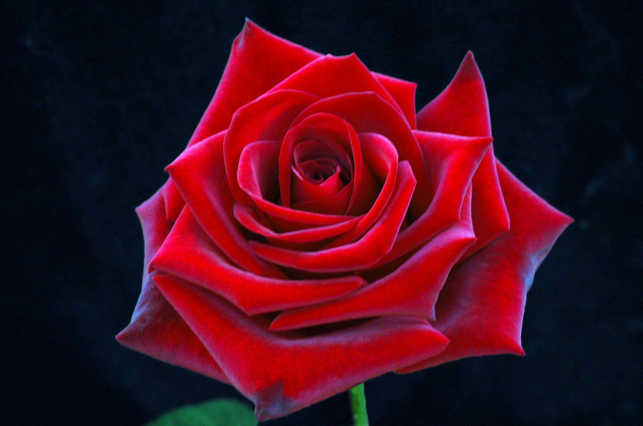 A Rose Is A Rose Roses Photo 20581060 Fanpop A Rose Is A Rose Roses Photo 20581060 Fanpop