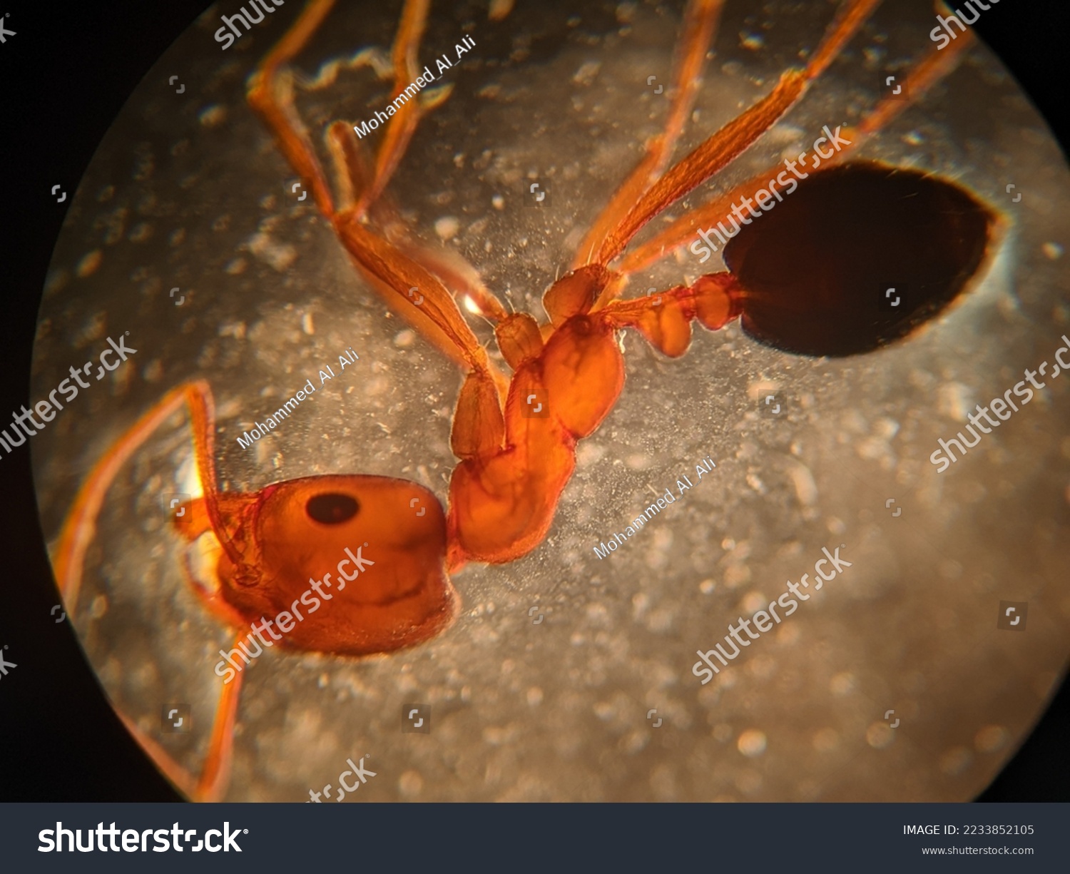Inside A Micro World: Ant Under Microscope