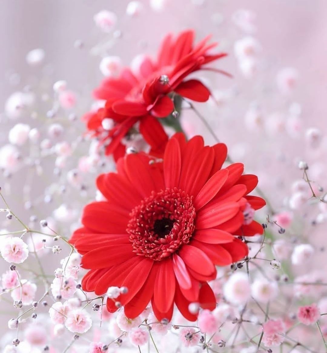 April Birth Flower Tattoo Celebrating Daisies And Sweet Peas Your April Birth Flower Tattoo Celebrating Daisies And Sweet Peas Your