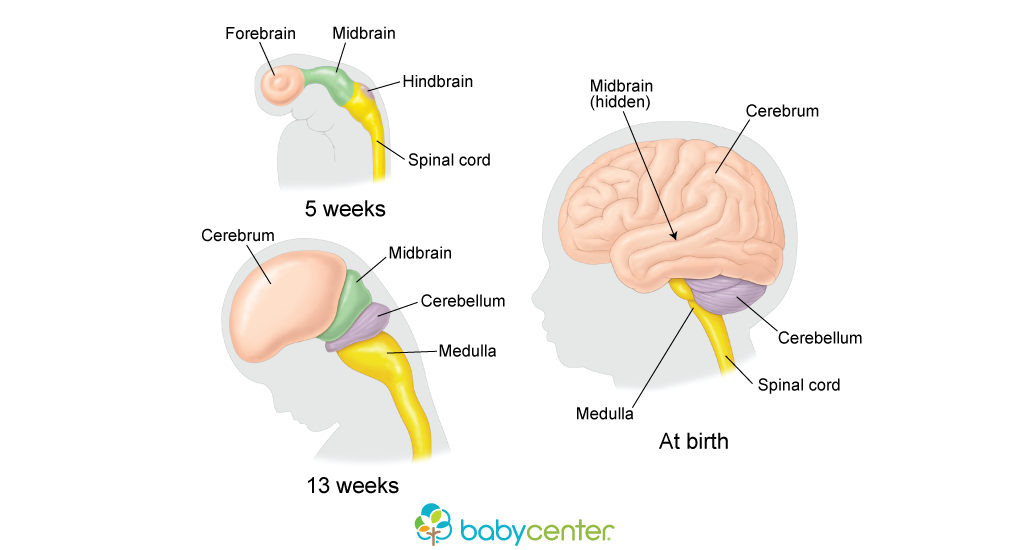 Baby Development Babycenter Baby Development Babycenter