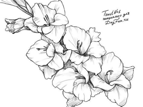 Beautiful Nice Gladiolus Flowers Tattoo Stencil Gladiolus Flower