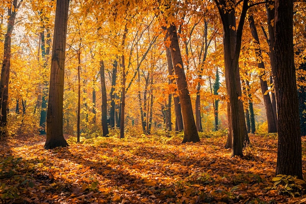 Beautiful Trail In Autumn Forest Sunshine Through The Trees Autumn Beautiful Trail In Autumn Forest Sunshine Through The Trees Autumn
