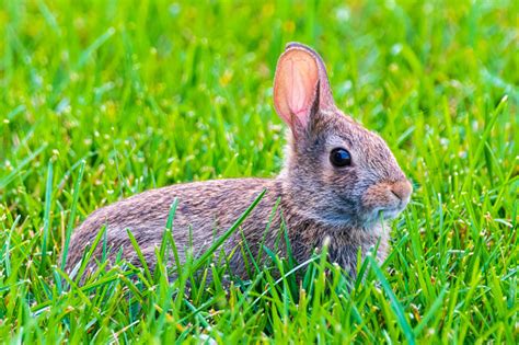 Bunny W Trawy Zdj Cia Stockowe I Wi Cej Obraz W Bez Ludzi Bez Ludzi Bunny W Trawy Zdj Cia Stockowe I Wi Cej Obraz W Bez Ludzi Bez Ludzi