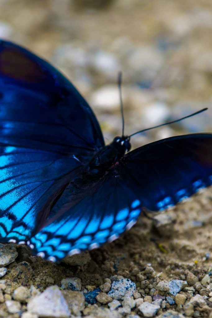 Butterfly Tattoo Meaning And Ideas What Does It Symbolize Sarah Scoop