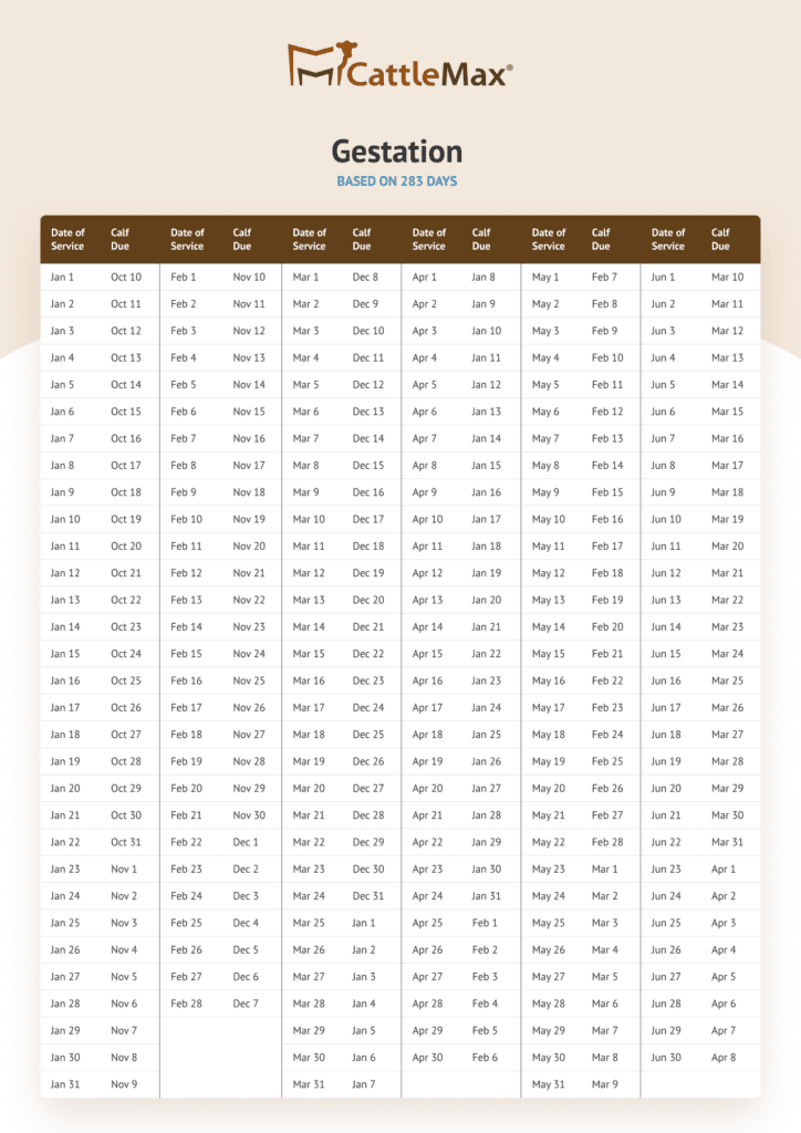 Cattle Gestation Period: Nine Months, Similar To Humans