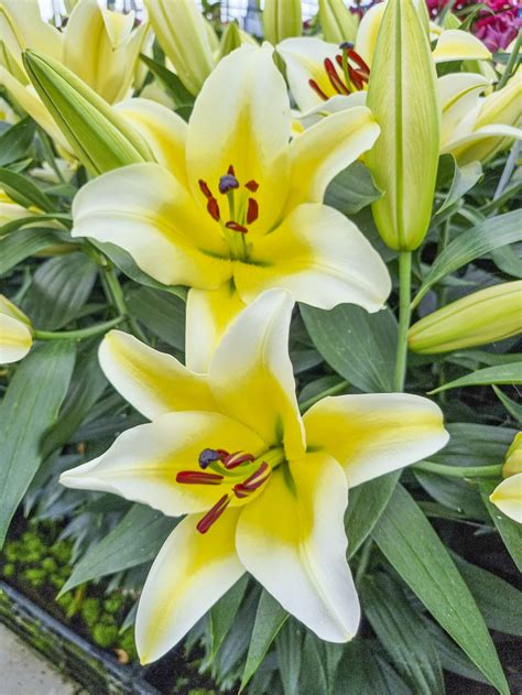 Celebrate The Year Of The Lily With These Amazing Photos National Garden Bureau