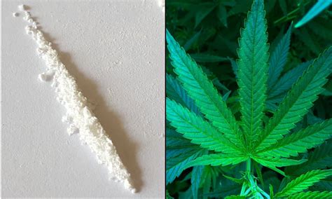 Cocaine Like Cannabis Vs Traditional Cocaine: Differences And Risks