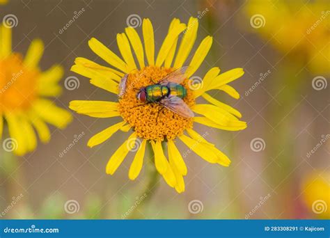 Common Green Bottle Fly Exploring The World Of Insect Diversity Stock Common Green Bottle Fly Exploring The World Of Insect Diversity Stock