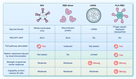 Comparison Of Antigen Specific B Cell Responses Reveals Disparity In Immunogenicity And Memory B Cell Formation Across Covid 19 Vaccine Platforms Sciencedirect Comparison Of Antigen Specific B Cell Responses Reveals Disparity In Immunogenicity And Memory B Cell Formation Across Covid 19 Vaccine Platforms Sciencedirect