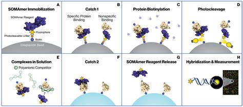 Crossing The Halfway Point Aptamer Based Highly Multiplexed Assay For The Assessment Of The Proteome Journal Of Proteome Research Crossing The Halfway Point Aptamer Based Highly Multiplexed Assay For The Assessment Of The Proteome Journal Of Proteome Research