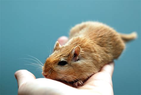Cute Little Gerbil Free Stock Photo Public Domain Pictures Cute Little Gerbil Free Stock Photo Public Domain Pictures