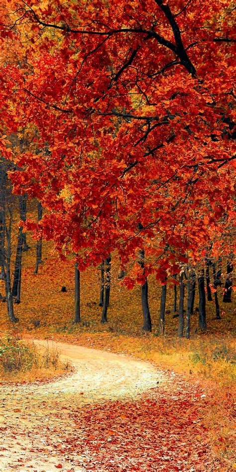 Download Android Autumn Background Of Forest Wallpapers Com Download Android Autumn Background Of Forest Wallpapers Com