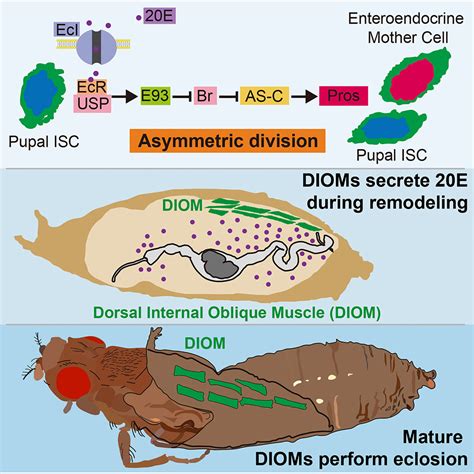 Eclosion Muscles Secrete Ecdysteroids To Initiate Asymmetric Intestinal Stem Cell Division In Drosophila Developmental Cell