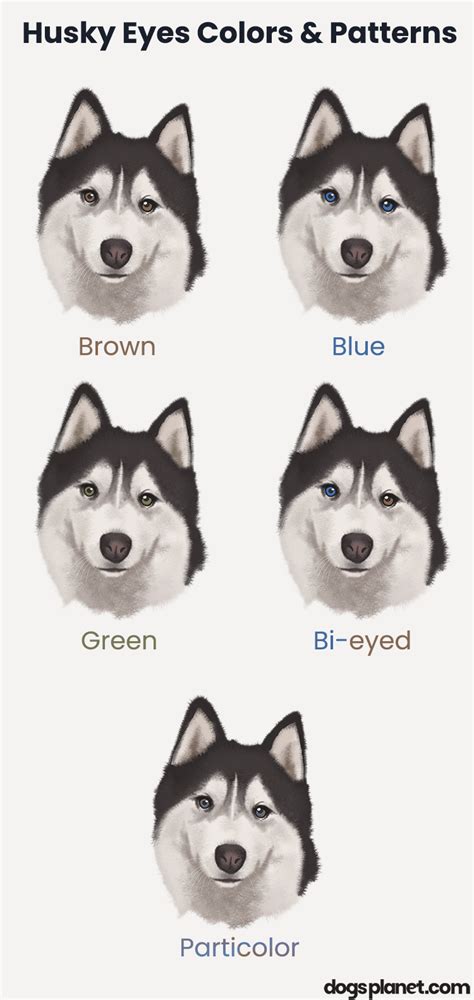 For Those Who Are Fortunate Enough To Include A Siberian Husky In Their Own Family Those Attributes Are Worth Celebrating In Ink With Their Multiple Fur Patterns Eye Colors The Husky Makes