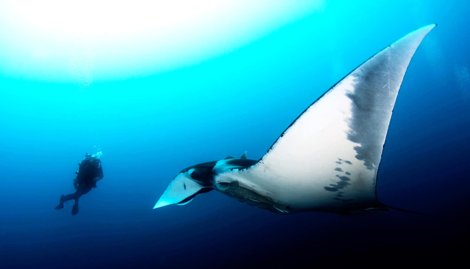 Giant Devil Rays Devil Fish Marinebio Conservation Society