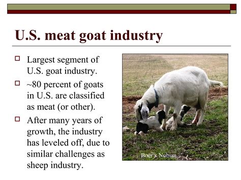 Goats Industry Segment Defies Odds With Rising Eco-Protein Demand