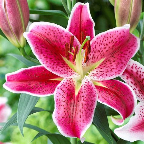 How To Plant And Grow Lily