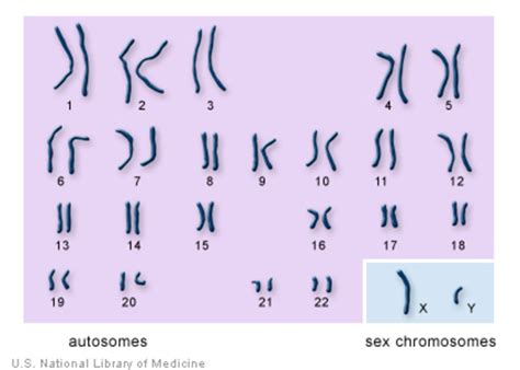 Hwo To Sell Chromosones Asap: Quick, Compliant Guide To Top Buyers