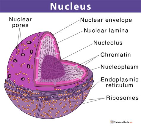 Master The Idea Of Remembering Nucleus For Sharper Memory