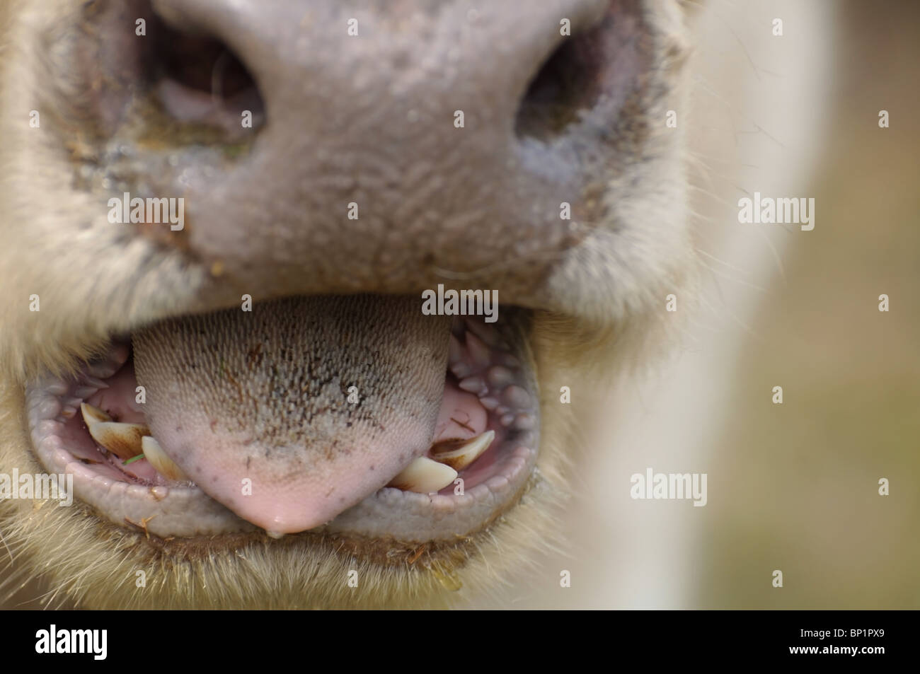 Inside Cows Mouth Background: Photos For Livestock Photographers