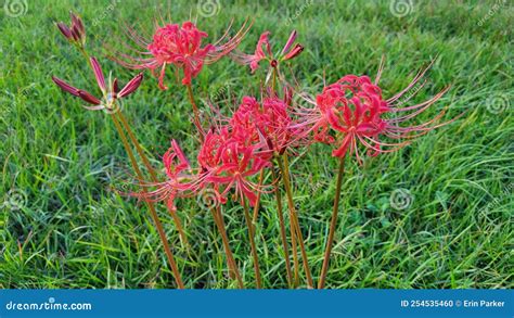 Japanese Death Flower Stock Photo Image Of Anime Flower 254535460