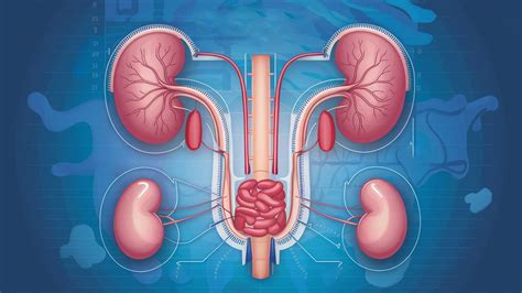 Origins Of Jeans Urology Doctor: Tracing A Quirky Medical Nickname