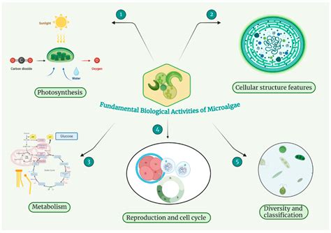 Microalgae Of Interest As Food Source Biochemical Composition And Digestibility Sciencedirect