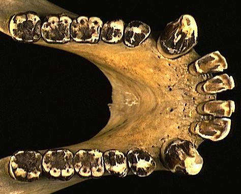 Uncover Evolutionary Insights With Pan Troglodytes Size Of Braincase