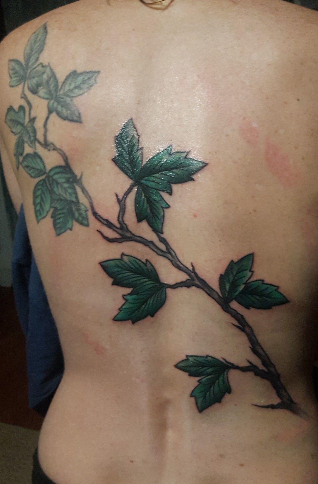 Poison Ivy Vine Tattoo Poison Ivy Vine Tattoo