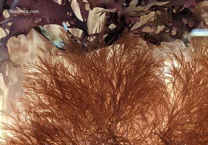 Red Algae Characteristics Structure Reproduction And Examples