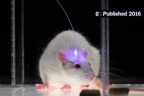 Risky Rats Give Clues On Brain Circuitry Behind Taking A Chance The New York Times