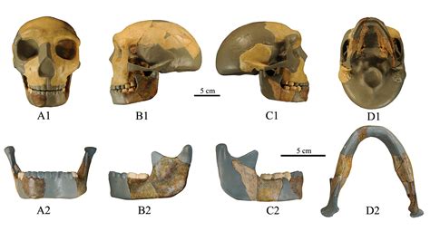 An Easy Guide To Skulls Of The Hominidae And Human Ancestry