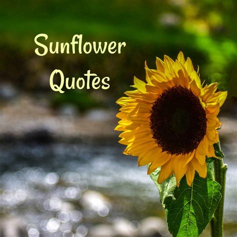 Sunflower Quotes 20 Best Sunflower Sayings With Images Sunflower