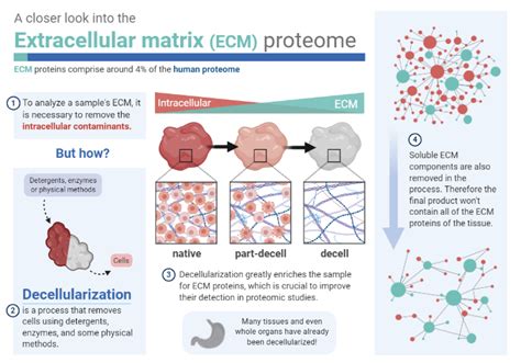 Ten Years Of Extracellular Matrix Proteomics Accomplishments Challenges And Future Perspectives Molecular Cellular Proteomics