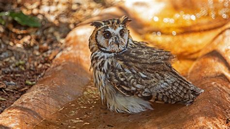 The Fascinating World Of Conlangs Invented Languages And Their The Fascinating World Of Conlangs Invented Languages And Their