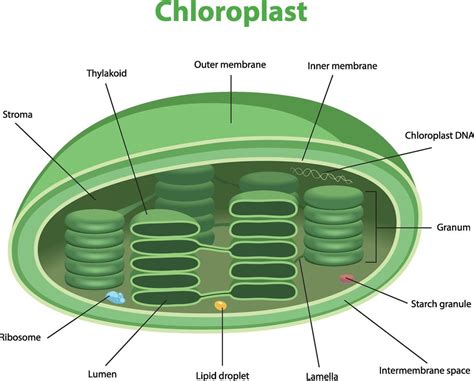 The Structure Of The Chloroplast Structure Within The Cells Of Algae The Structure Of The Chloroplast Structure Within The Cells Of Algae