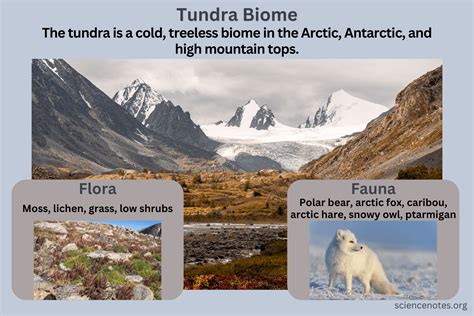Tundra Biome Characteristics Flora Fauna Tundra Biome Characteristics Flora Fauna