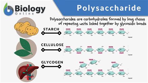 What Is A Polysaccharide Monosaccharide Ppt Download What Is A Polysaccharide Monosaccharide Ppt Download