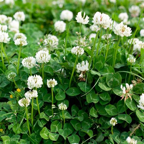 Why You Should Consider Planting A Clover Lawn Family Handyman