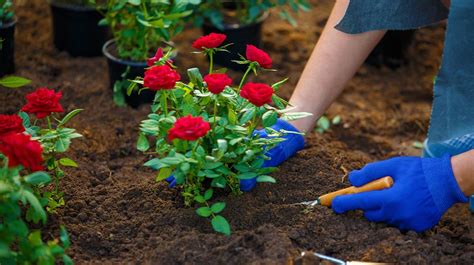 You Can Successfully Grow Roses You Can Successfully Grow Roses